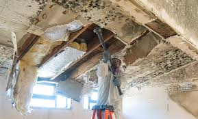 Best Emergency Mold Remediation in Barron, WI